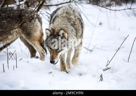 Chasseurs dans les loups de neige dans les collines de Zemplén Banque D'Images