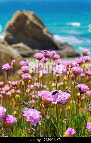 Fleurs rose pâle d'Armeria sur la côte turquoise de l'océan Banque D'Images