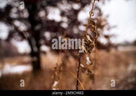 Plante brun sec recouverte de neige en hiver Banque D'Images