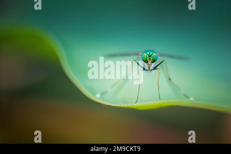Gros plan de la mouche verte à long pattes ou de l'Austrosciapus connexus sur la feuille verte. Photo d'insecte en Thaïlande, fond de nature clair, foyer sélectif. Banque D'Images