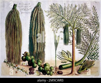 Hortus malabaricus (plantes tropicales) - jardin de Malabar - Schunda Pana Banque D'Images