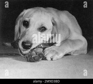 Labrador chiot mastiquer une sangle en cuir. Banque D'Images