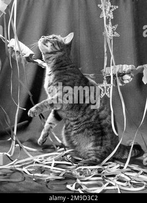 Chat tabby avec banderoles et décorations de Noël. Banque D'Images