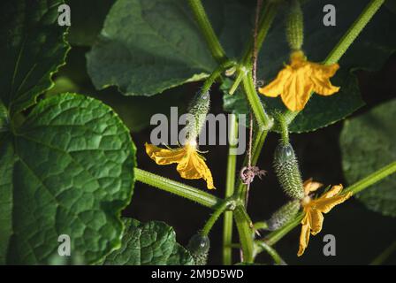 Concombre plante de vigne avec kukes et fleurs en serre Banque D'Images