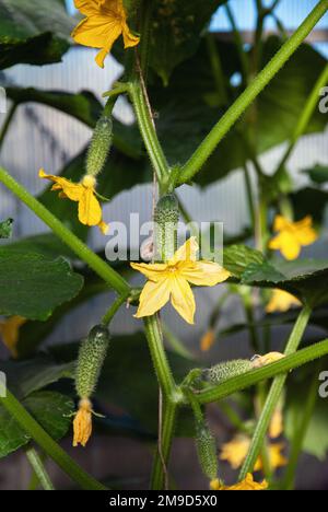 Concombre plante de vigne avec kukes et fleurs en serre Banque D'Images