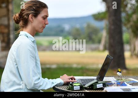 Clara Whiting, associée de recherche au Texas A&M's Natural Resource Institute, télécharge les fichiers des sonomètres créés par Wildlife Acoustics, 16 mai 2022, à la base conjointe San Antonio-Camp Bullis, Texas. Ces dispositifs d'enregistrement captent tous les sons émis autour du microphone. Un programme d'ordinateur, Kaléidoscope Pro, permet à l'équipe de diviser les sons en groupes statistiquement similaires à partir desquels nous pouvons ensuite isoler la chanson de Paruline à joues dorées. Banque D'Images