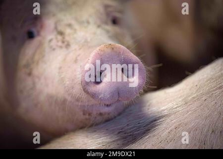 Kirchlinteln, Allemagne. 06th janvier 2023. Un cochon sur la ferme d'engraissement de Jörn Ehlers. Les militants des droits des animaux appellent les agriculteurs, les politiciens et la société à repenser l'élevage des animaux de ferme - le vice-président de l'association des agriculteurs met en garde contre des normes trop strictes. (À dpa : « les éleveurs peuvent-ils concilier rentabilité et bien-être animal ? ») Credit: Sina Schuldt/dpa/Alay Live News Banque D'Images