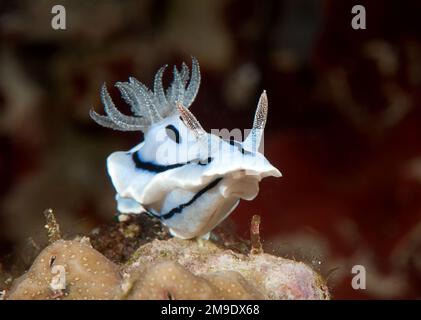 La nudibranche chromodoris de Willan repose sur le corail. Gros plan d'une limace de mer, d'une nudibranche doridée, d'un mollusque gastéropode marin sans coquille rampant sur CO Banque D'Images