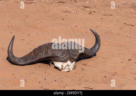 Cornes sur le crâne d'un buffle dans le parc national de Chobe. Botswana Banque D'Images