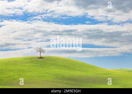 Paysage typique, arbre solitaire sur des collines verdoyantes au printemps dans le Val d'Orcia en Toscane, Italie. Banque D'Images