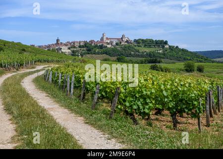 Vue sur les vignobles en direction de Vezelay avec la basilique gothique ancienne de Sainte-Marie-Madeleine, département Yonne, région Banque D'Images