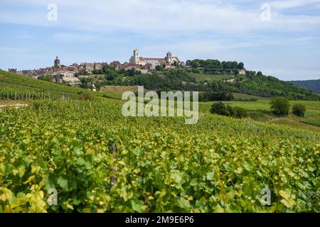 Vue sur les vignobles en direction de Vezelay avec la basilique gothique ancienne de Sainte-Marie-Madeleine, département Yonne, région Banque D'Images