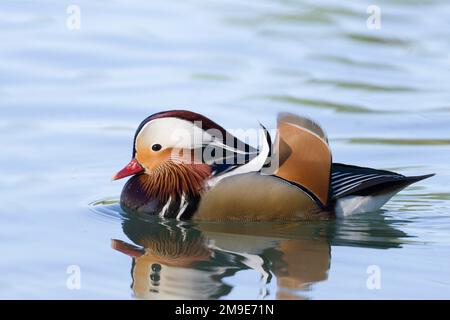 Mandarin Duck (Aix galericulata), homme, nageant sur un lac, Leopoldskroner Weiher, Salzbourg Banque D'Images