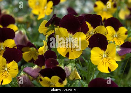 Pansy à cornes fleuries (Viola cornuta), Bavière, Allemagne Banque D'Images