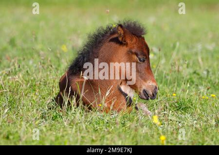 Jeune cheval islandais (Equus islandicus), poulain reposant dans un pré, filly, femme, animal enfant, Schleswig-Holstein, Allemagne Banque D'Images