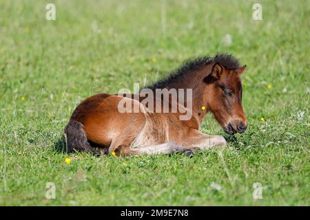 Jeune cheval islandais (Equus islandicus), poulain reposant dans un pré, filly, femme, animal enfant, Schlesig-Holstein, Allemagne Banque D'Images