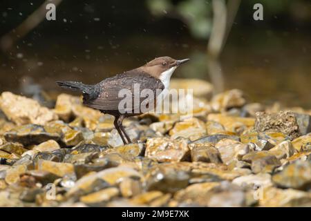 Balancier à gorge blanche (Cinclus Cinclus) oiseau adulte sur des pierres au bord d'une rivière, Derbyshire, Angleterre, Royaume-Uni Banque D'Images