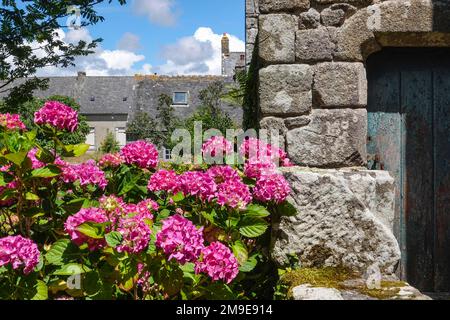 Hortensias en face de la vieille maison en pierre, Locronan, récompensé comme l'un des plus beaux villages de France, département de Finistère Penn-ar-Bed Banque D'Images
