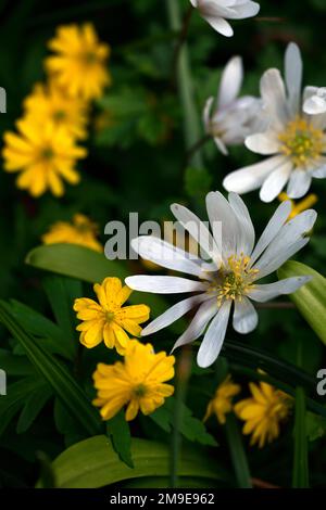 anemone ranunculides pleniflora,anemone blanda nuances blanches,fleurs blanches et jaunes,anemones,fleurs,fleurs,fleuries,bois,bois,bois,ombre,ombragée,ombre Banque D'Images