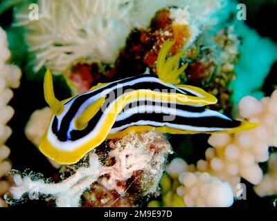 Escargot d'étoiles d'Afrique (Chromodoris africana) escargot d'étoiles. Site de plongée Shaab Marsa Alam, Mer Rouge, Egypte Banque D'Images