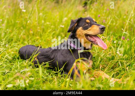 Portrait d'un chien noir et brun assis au printemps dans un pré de fleurs. Border Collie, Pitbull et Boxer Mix Puppy Dog Banque D'Images