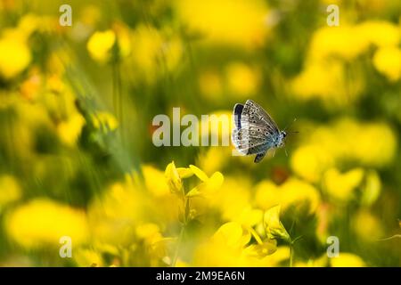 Papillon bleu commun (Polyommatus icarus) approchant la fleur de trèfle, Hesse, Allemagne Banque D'Images