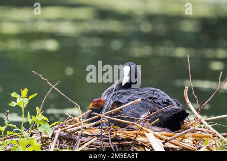 Coq commun (Fulica atra) avec poussins sur nid, Hesse, Allemagne Banque D'Images