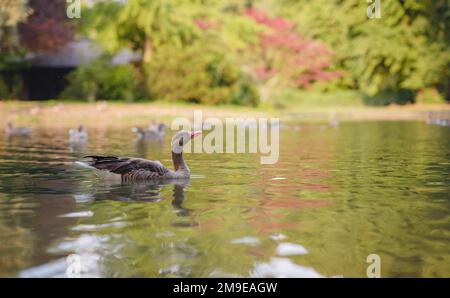 Canards mignons sur l'étang dans le parc Englischer Garten, Munich, Allemagne. Voyage d'été en Europe Banque D'Images