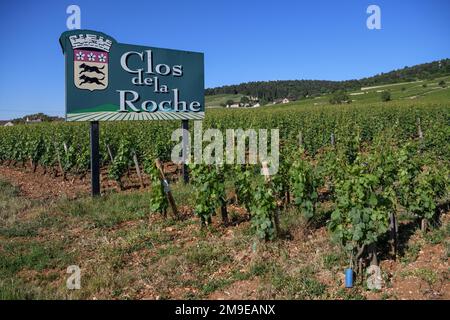 Panneau à un vignoble sur la route des Grand-crus, route des Beaux-vins, Clos de la Roche, Morey-Saint-Denis, département de Côte-Dor Banque D'Images