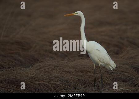 Grand aigrette (Egretta alba) au lac Federsee dans le Federsee, Bad Buchau, Bade-Wurtemberg, Allemagne Banque D'Images