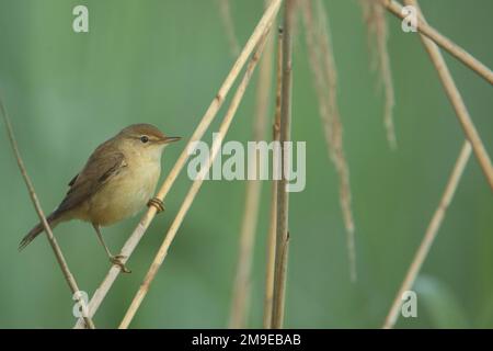 Paruline roseau (Acrocephalus scirpaceus) au lac Federsee, Bad Buchau, Bade-Wurtemberg, Allemagne Banque D'Images