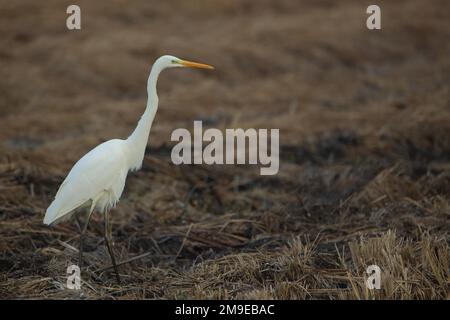 Grand aigrette (Egretta alba) au lac Federsee, Bad Buchau, Bade-Wurtemberg, Allemagne Banque D'Images