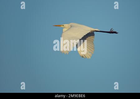 Grand aigrette (Egretta alba) en vol au lac Federsee, Bad Buchau, Bade-Wurtemberg, Allemagne Banque D'Images