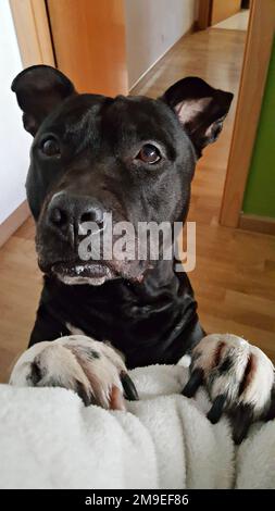 Un jeune chien américain à poil noir qui appelle l'attention de son gardien. Banque D'Images