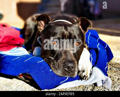 Jeune chien taureau américain à poil noir, allongé au soleil sur la terrasse Banque D'Images