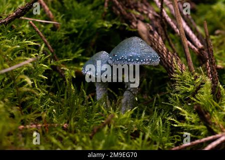 Un gros plan de champignons verdigris agariques dont les calottes vertes poussent dans une forêt Banque D'Images