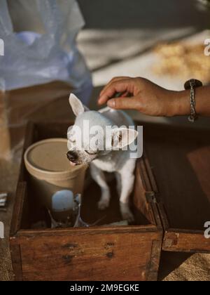 Gros plan portrait de Lonely Chihuahua chien mettant la tête sur le propriétaire . Banque D'Images