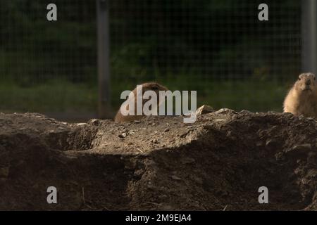 Gros plan de chiens de prairie à queue noire derrière une pierre dans une réserve animale Banque D'Images