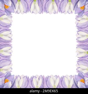 Cadre carré aquarelle dessiné à la main avec fleurs printanières, crocus, gouttes de neige, branches, feuilles. Isolé sur fond blanc. Conception pour les invitations Banque D'Images