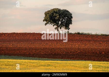 Grainfield au coucher du soleil avec le soleil derrière lui et un arbre solitaire en arrière-plan Banque D'Images