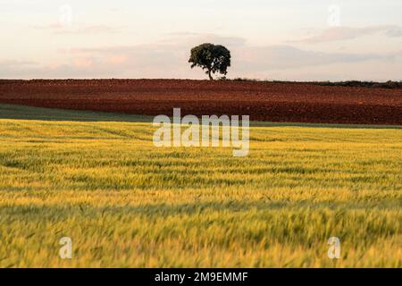 Grainfield au coucher du soleil avec le soleil derrière lui et un arbre solitaire en arrière-plan Banque D'Images