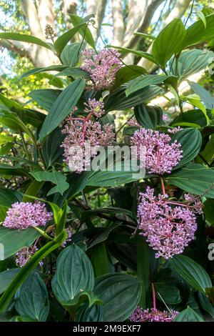 D'énormes grappes de boutons de fleurs roses d'orchidée malaisienne, Medinilla Myriantha, semi-épiphytique, dans le jardin subtropical du Queensland, en Australie. Été. Banque D'Images