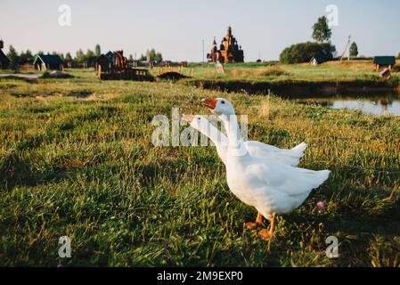 paire d'oies blanches domestiques sur de l'herbe verte près d'un étang sur une ferme rurale Banque D'Images