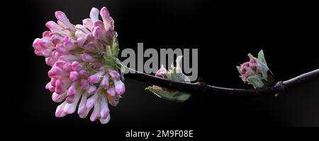 Panorama des boutons de fleurs de Viburnum x bodnantense 'Charles Lamont' sur fond sombre Banque D'Images