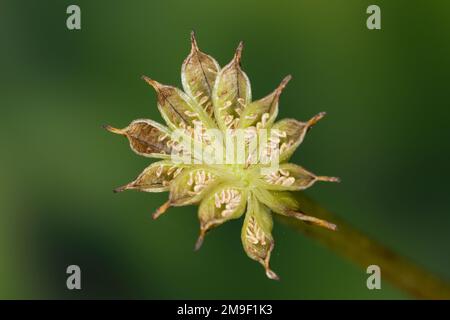 Sumpf-Dotterblume, Sumpfdotterblume, Früchte, Samen, Samenstand, Fruchtstand, idem, Dotterblume, Maltha palustris, Kingcup, Kingscup, Marsh Marigold, Banque D'Images