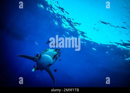Le requin blanc océanique est visible sur le récif d'Elphistone, dans la mer Rouge égyptienne. 28-11-2022. Le requin océanique à pointe blanche, également connu sous le nom de requin naufragé, Brow Banque D'Images