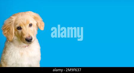 Chiot doré Hovawart isolé sur fond bleu. Portrait d'un adorable Golden Retriever isolé Banque D'Images