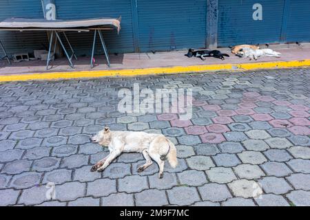 les chiens dorment sur le trottoir de la rue Banque D'Images