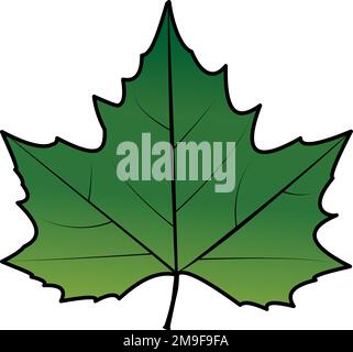 Feuille d'arbre plane verte. Platanus, platano feuille de dessin isolé. Illustration libre. Dessin vectoriel. Arrière-plan blanc avec contour noir. Illustration de Vecteur