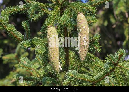 Résine naturelle sur les cônes immatures de l'épinette de Norvège (nom latin : Picea abies) au Monténégro Banque D'Images